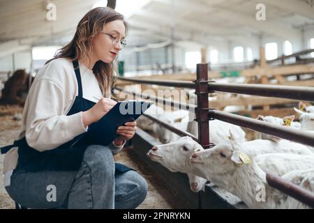 Jeune femme de race blanche propriétaire d'une ferme vérifiant les chèvres blanches dans les grands animaux de ferme calage de la production laitière Banque D'Images