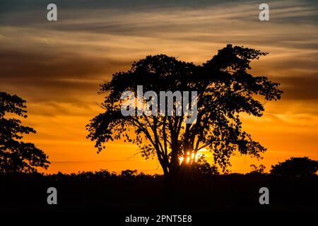 Coucher de soleil sur l'Amazone et la jungle près de Manaus, État d'Amazonas, Brésil. Banque D'Images