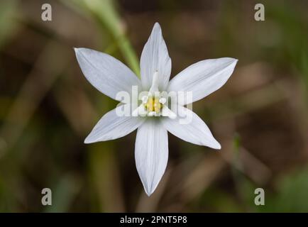 Fleur blanche de printemps, fleur de l'étoile de Bethléem Banque D'Images