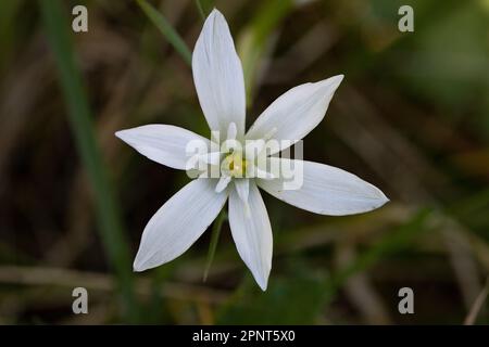 Fleur blanche de printemps, fleur de l'étoile de Bethléem Banque D'Images