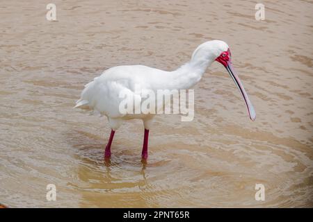Bec de butin africain dans les eaux peu profondes au parc national de Nairobi, Kenya Banque D'Images