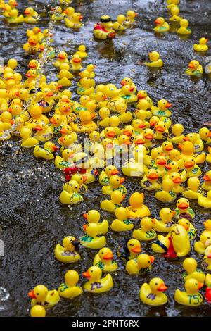 Des centaines de canards jaunes flottent le long de la rivière par un jour de pluie au début de la course de canards Lymm 2023 Banque D'Images