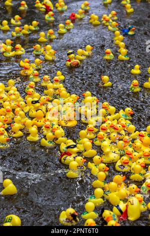 Des centaines de canards jaunes flottent le long de la rivière par un jour de pluie au début de la course de canards Lymm 2023 Banque D'Images