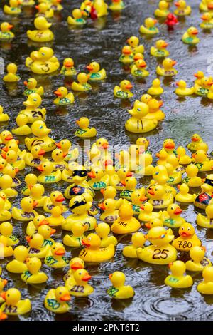 Des centaines de canards jaunes flottent le long de la rivière par un jour de pluie au début de la course de canards Lymm 2023 Banque D'Images