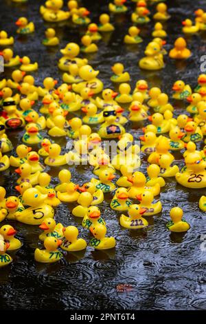 Des centaines de canards jaunes flottent le long de la rivière par un jour de pluie au début de la course de canards Lymm 2023 Banque D'Images