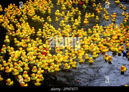 Des centaines de canards jaunes flottent le long de la rivière par un jour de pluie au début de la course de canards Lymm 2023 Banque D'Images