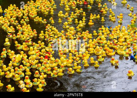 Des centaines de canards jaunes flottent le long de la rivière par un jour de pluie au début de la course de canards Lymm 2023 Banque D'Images