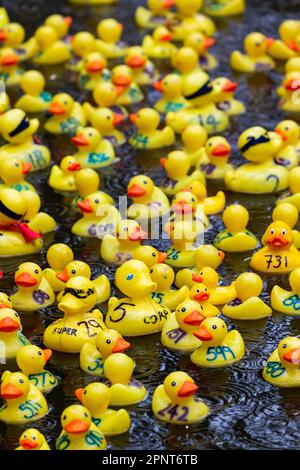 Des centaines de canards jaunes flottent le long de la rivière par un jour de pluie au début de la course de canards Lymm 2023 Banque D'Images