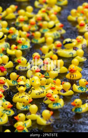 Des centaines de canards jaunes flottent le long de la rivière par un jour de pluie au début de la course de canards Lymm 2023 Banque D'Images