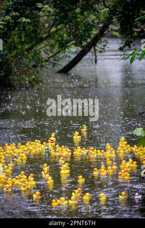 Des centaines de canards jaunes flottent le long de la rivière par un jour de pluie au début de la course de canards Lymm 2023 Banque D'Images