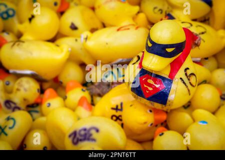 Un millier de canards jaunes ont pris dans l'eau pour la course annuelle de Canards Lymm de 2023. Il y avait quelques Super Ducks Banque D'Images