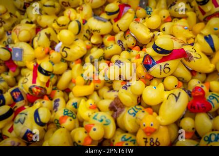 Un millier de canards jaunes ont pris dans l'eau pour la course annuelle de Canards Lymm de 2023. Il y avait quelques Super Ducks Banque D'Images