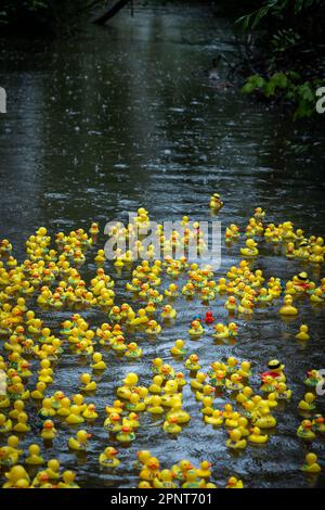 Des centaines de canards jaunes flottent le long de la rivière par un jour de pluie au début de la course de canards Lymm 2023 Banque D'Images