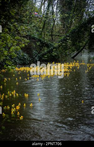 Des centaines de canards jaunes flottent le long de la rivière par un jour de pluie au début de la course de canards Lymm 2023 Banque D'Images