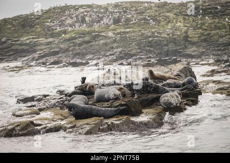 Une scène paisible avec un groupe de lions de mer et deux phoques adultes se prélassant sur des rochers près d'un littoral côtier, en profitant du soleil Banque D'Images