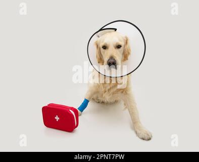 Portrait blessé labrador retriever chien avec un bandage bleu dans une jambe à côté d'une boîte d'urgence premiers soins. Isolé sur fond blanc Banque D'Images