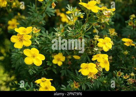 Petites fleurs de cinquefoil en caoutchouc brillant avec des feuilles vertes autour de la croissance dans le jardin, détail de gros plan Banque D'Images