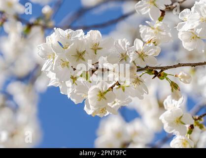 Cerisiers en fleurs près du château de Nagoya au Japon. Banque D'Images