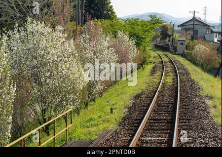 Arbres fleuris le long de la ligne Tenryu Hamanako à Hamamatsu, préfecture de Shizuoka, Japon. Banque D'Images