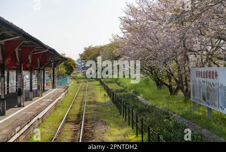 Cerisiers en fleurs à la gare de Kig, sur la ligne Tenryu Hamanako, à Hamamatsu, préfecture de Shizuoka, au Japon. Banque D'Images