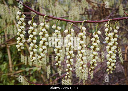 Racames de fleurs en forme de cloche de Stachyurus S. chinensis un arbuste attrayant originaire de Chine et de Taïwan cultivé comme une plante de jardin ornemental Banque D'Images