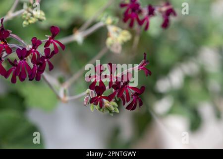 Gros plan des géraniums sud-africains (pélargonium sidoides) en fleurs Banque D'Images