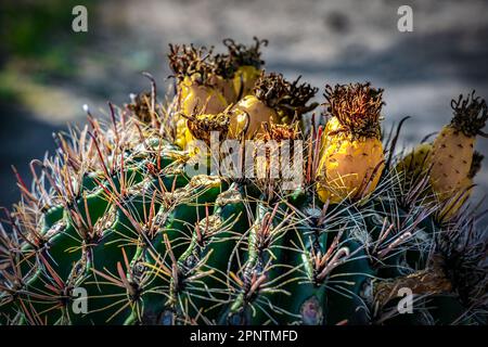 Saguaro fruit sur un cactus dans le quartier ouest du parc national de Saguaro dans le désert de Sonoran près de Tucson, Arizona. Banque D'Images