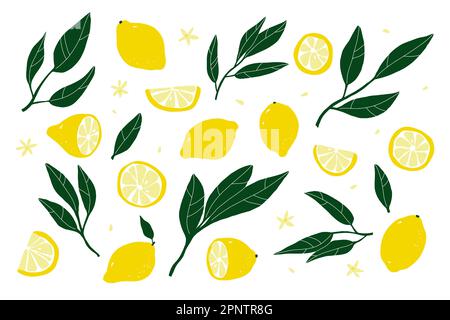 Ensemble citron. Citrons dessinés à la main isolés sur fond blanc. Tranche, demi, fruits entiers, feuilles, fleurs, semences. Collection tropicale de dessins animés aux agrumes. H Illustration de Vecteur