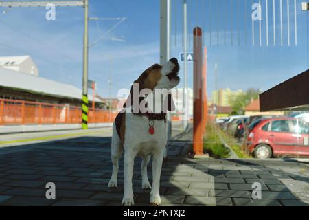 Un chien attend son propriétaire à la gare. Le concept de loyauté, d'abandon et d'amitié canine. Un beagle hurlant tristement pour son maître Banque D'Images