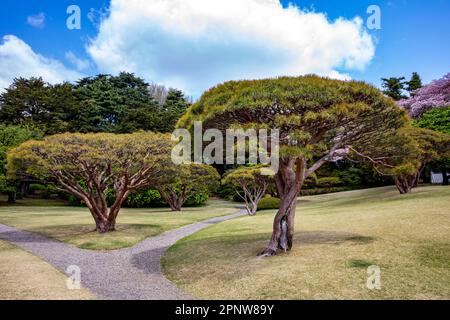 Pinus densiflora 'Umbralulifera Tanyosho pin parmi les cerisiers en fleurs Shinjuku Gyoen Park Tokyo, avril 2023, Japon Banque D'Images