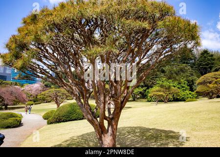 Pinus densiflora 'Umbralulifera Tanyosho pin parmi les cerisiers en fleurs Shinjuku Gyoen Park Tokyo, avril 2023, Japon Banque D'Images