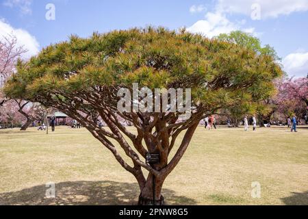 Pinus densiflora 'Umbralulifera Tanyosho pin parmi les cerisiers en fleurs Shinjuku Gyoen Park Tokyo, avril 2023, Japon Banque D'Images