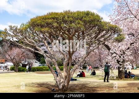 Pinus densiflora 'Umbralulifera Tanyosho pin parmi les cerisiers en fleurs Shinjuku Gyoen Park Tokyo, avril 2023, Japon Banque D'Images