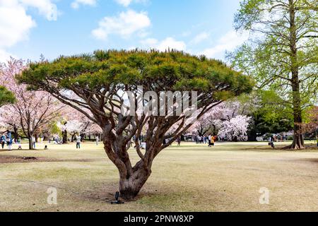 Pinus densiflora 'Umbralulifera Tanyosho pin parmi les cerisiers en fleurs Shinjuku Gyoen Park Tokyo, avril 2023, Japon Banque D'Images