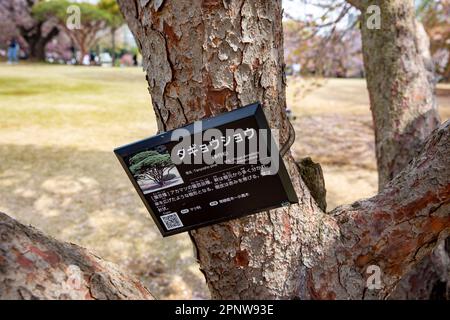 Pinus densiflora 'Umbralulifera Tanyosho pin parmi les cerisiers en fleurs Shinjuku Gyoen Park Tokyo, avril 2023, Japon Banque D'Images