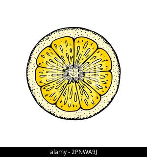 Tranche de citron. Illustration vectorielle colorée dessinée à la main dans un style d'esquisse isolé sur fond blanc. Fruit jaune juteux aux agrumes Illustration de Vecteur