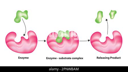 mécanisme de verrouillage et de clé de la catalyse enzymatique Illustration de Vecteur