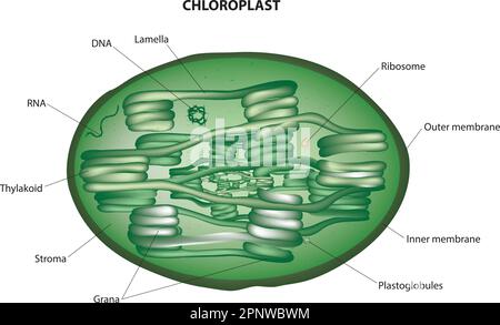 Diagramme chloroplastique Illustration de Vecteur