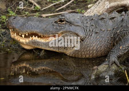 Dans les Everglades Alligator, en Floride Banque D'Images