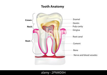 Anatomie de la dent Illustration de Vecteur