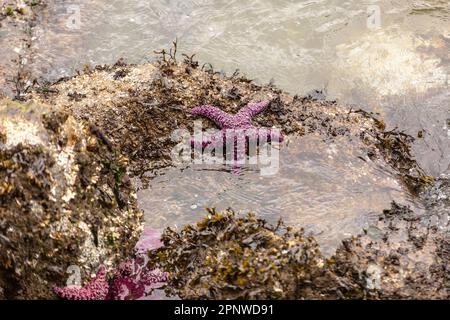 Une étoile de mer pourpre, également connue sous le nom d'étoile de mer ocre ou d'étoile de mer ocre, est vue dans la baie English, au large du parc Stanley, à Vancouver, en Colombie-Britannique, Banque D'Images