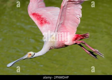 Roseate spoonbill (Platalea ajaja) volant au-dessus de l'eau verte, High Island, Texas, États-Unis. Banque D'Images