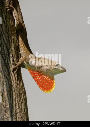 Exposition de lézard anole brun (Anolis sagrei), Galveston, Texas, États-Unis Banque D'Images