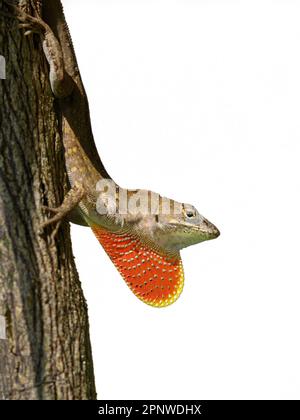 Lizard anole marron (Anolis sagrei), isolé sur fond blanc Banque D'Images