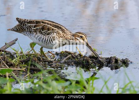 La snipe de Wilson (Gallinago delicata) à la recherche de nourriture dans un marais forestier, Brazos Bend State Park, Texas, États-Unis. Banque D'Images