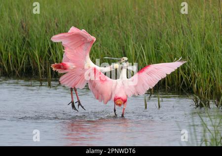 Mâles de Roseate spoonbites (Platalea ajaja) luttant pendant la saison de reproduction, Galveston, Texas, États-Unis. Banque D'Images