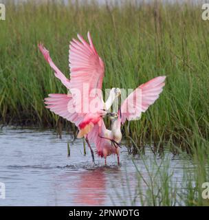 Mâles de Roseate spoonbites (Platalea ajaja) luttant pendant la saison de reproduction, Galveston, Texas, États-Unis. Banque D'Images