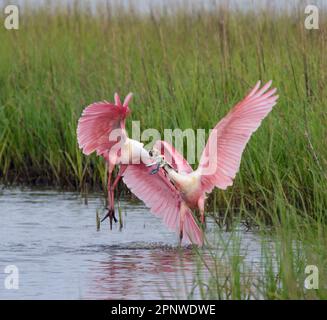 Mâles de Roseate spoonbites (Platalea ajaja) luttant pendant la saison de reproduction, Galveston, Texas, États-Unis. Banque D'Images