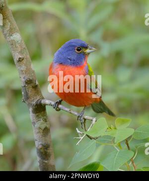 Banderole peinte (Passerina ciris) en escale pendant la migration printanière à Galveston, Texas, États-Unis. Banque D'Images