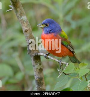 Banderole peinte (Passerina ciris) en escale pendant la migration printanière à Galveston, Texas, États-Unis. Banque D'Images